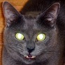 Avatar: 46806 2012-07-30 23:22:08 -0400