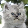 Avatar: 35 2012-11-13 15:16:46 -0500