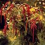 Avatar: amaranthus's Avatar