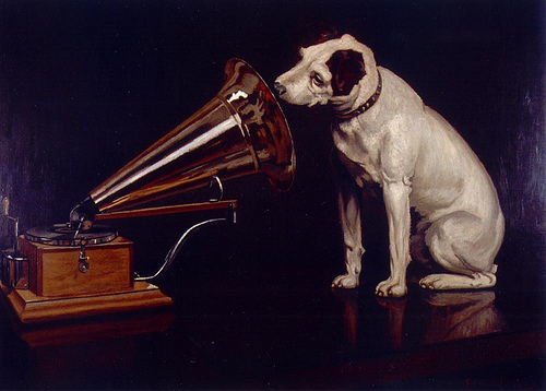 Stupid Dog