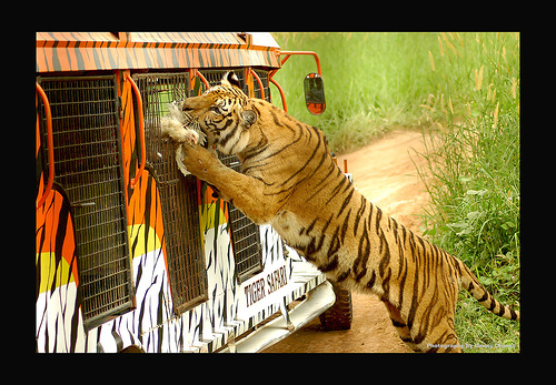 Eye Of The Tiger
