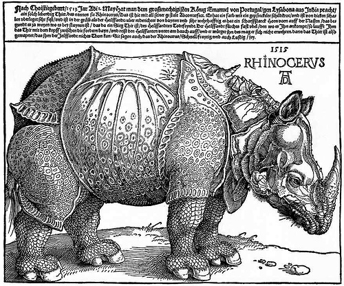 Rhinocervs