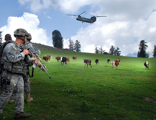 Cow of Duty
