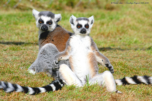 Lemurs