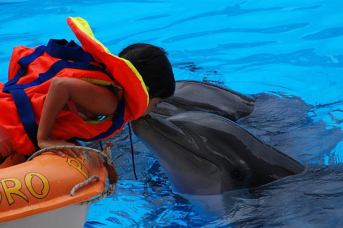 Dolphin Molesters