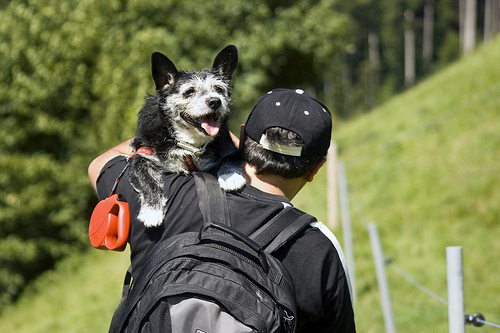Dogbox