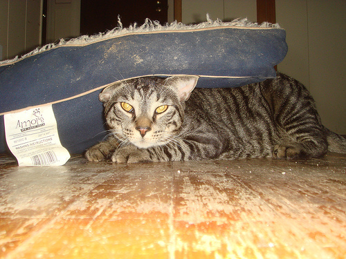 Cat in the Cushion